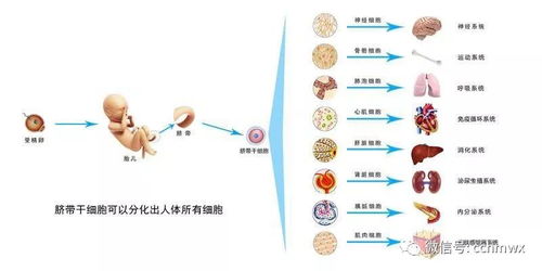 子刊揭秘缺氧环境下髓系细胞新角色，肌酸生成或成癌症助推器