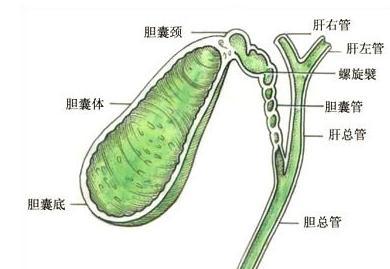 胆管癌可以吃什么中药治疗？需要吃多久