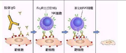 都是免疫细胞，那细胞与细胞有哪些区别？